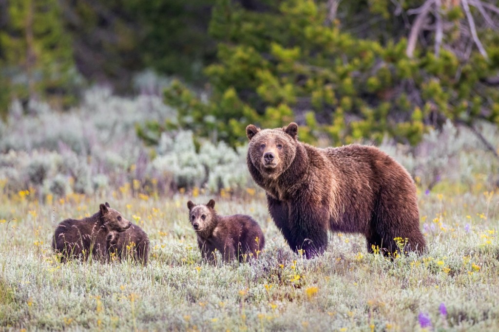 experts-fighting-grizzly-bear-problem-with-drones-that-blast-heavy-metal-music