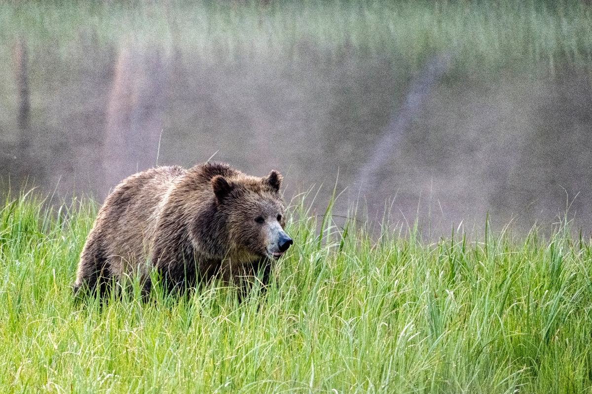 experts-fighting-grizzly-bear-problem-with-drones-that-blast-heavy-metal-music