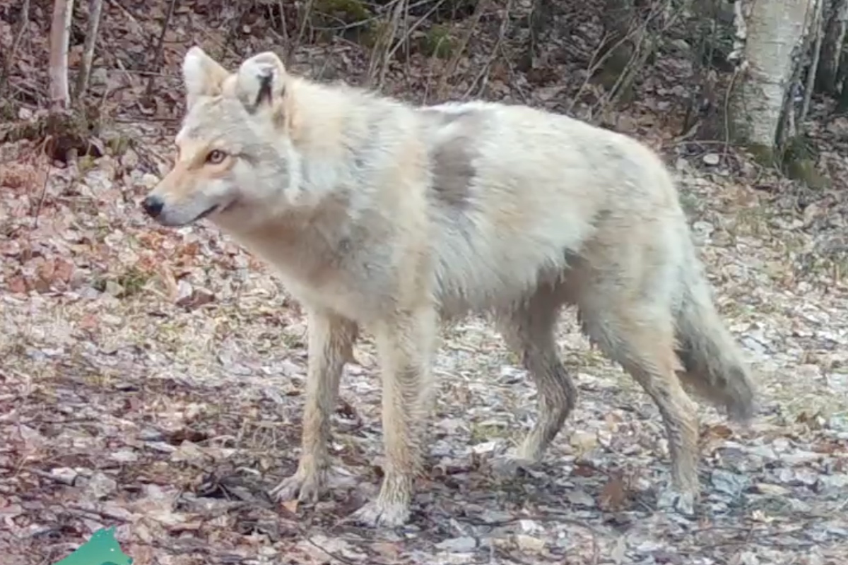 strange-canine-like-creature-caught-on-camera-in-minnesota-dubbed-woyote-dog