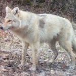 strange-canine-like-creature-caught-on-camera-in-minnesota-dubbed-woyote-dog