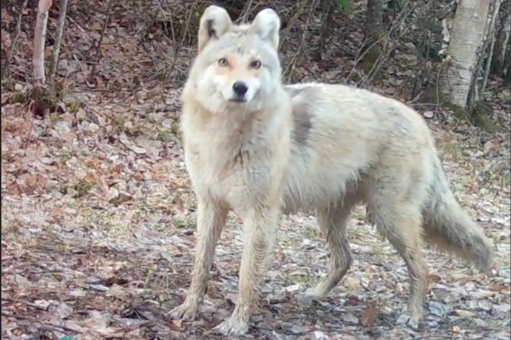 strange-canine-like-creature-caught-on-camera-in-minnesota-dubbed-woyote-dog