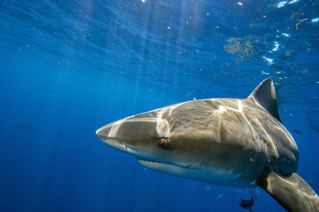 surfer-miraculously-makes-it-back-to-shore-after-losing-leg-in-shark-attack