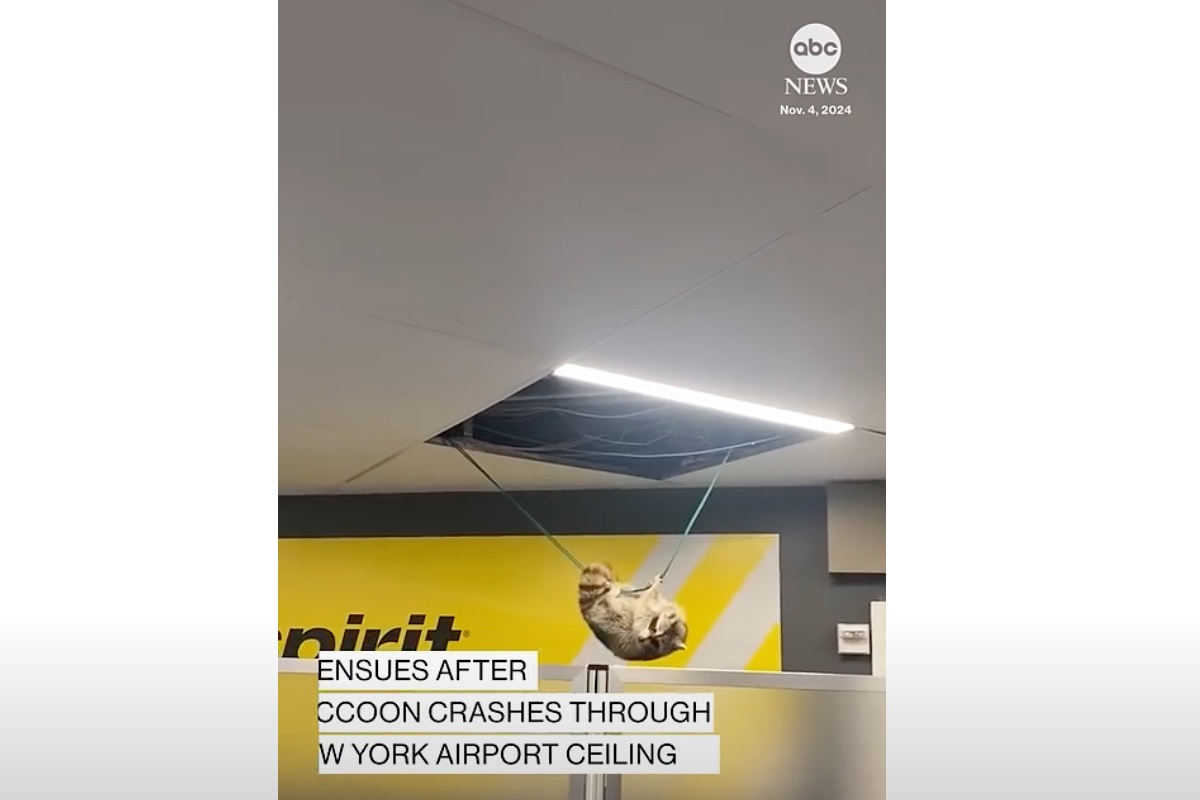 video-shows-raccoon-ruckus-at-nyc-airport-as-critter-crashes-through-ceiling