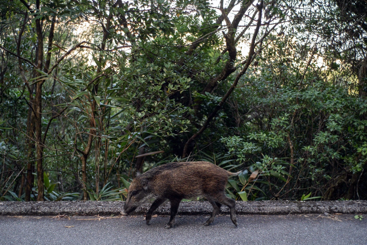 wild-boar-rampages-inside-store-attacks-people-in-unbelievable-video