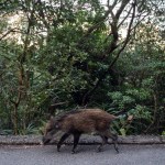 wild-boar-rampages-inside-store-attacks-people-in-unbelievable-video