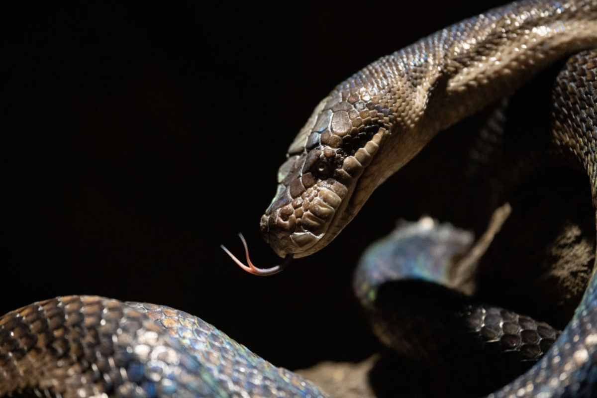 wild-video-shows-woman-attacked-by-enormous-snake-in-garag