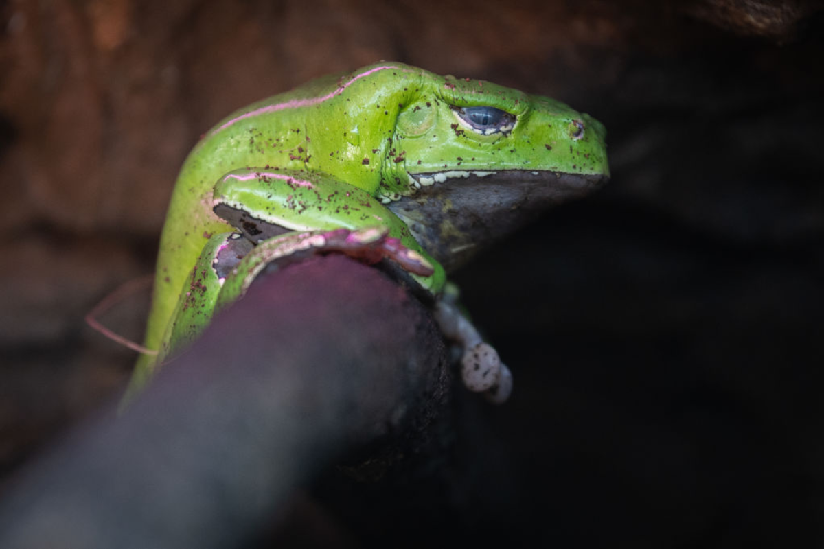 33-year-old-actress-dies-after-consuming-frog-venom-during-spiritual-cleansing