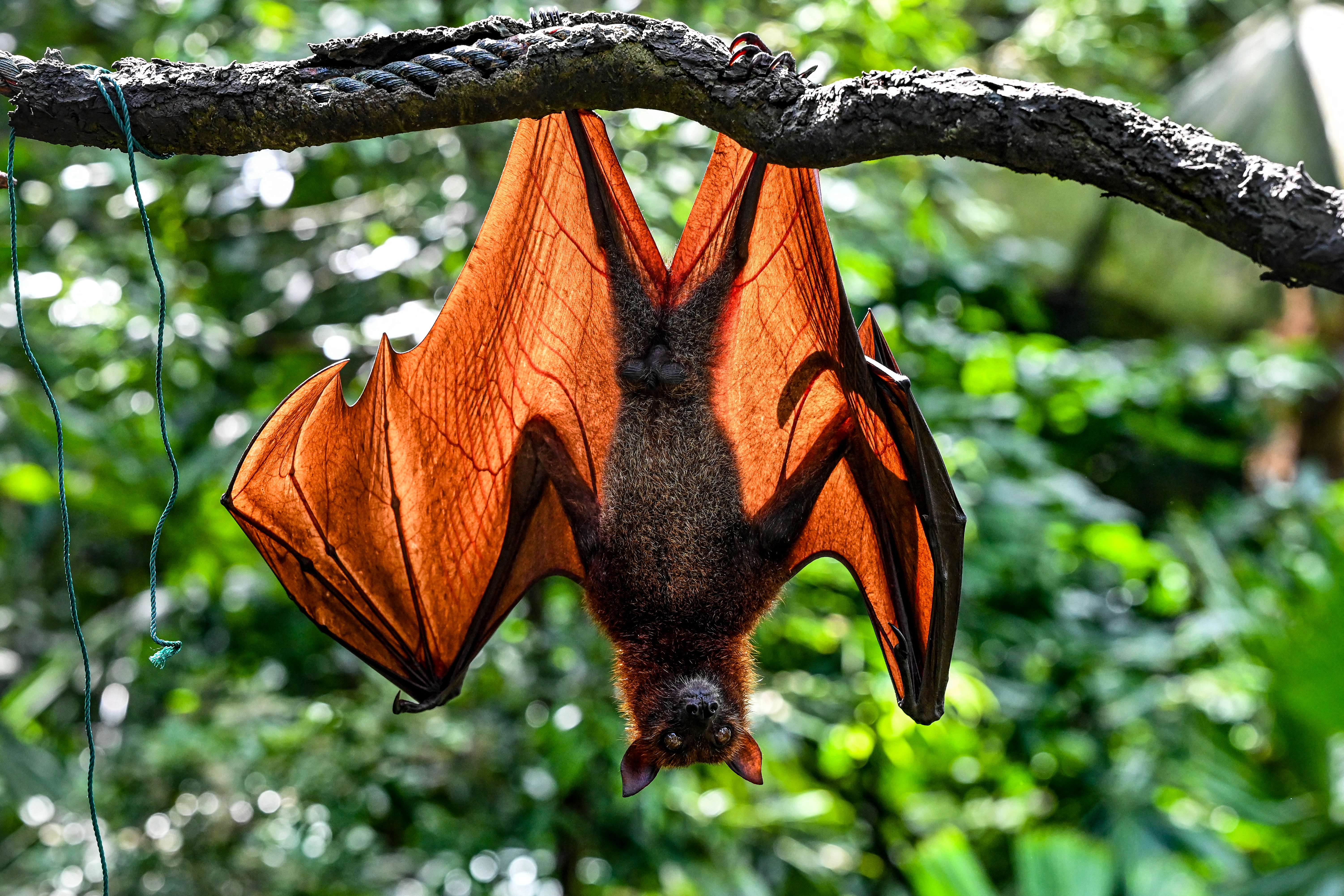 A Malayan flying fox hangs on a branch at Singapore Zoo fragile forest biodome in Singapore on October 25, 2022.