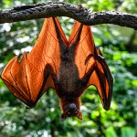 A Malayan flying fox hangs on a branch at Singapore Zoo fragile forest biodome in Singapore on October 25, 2022.