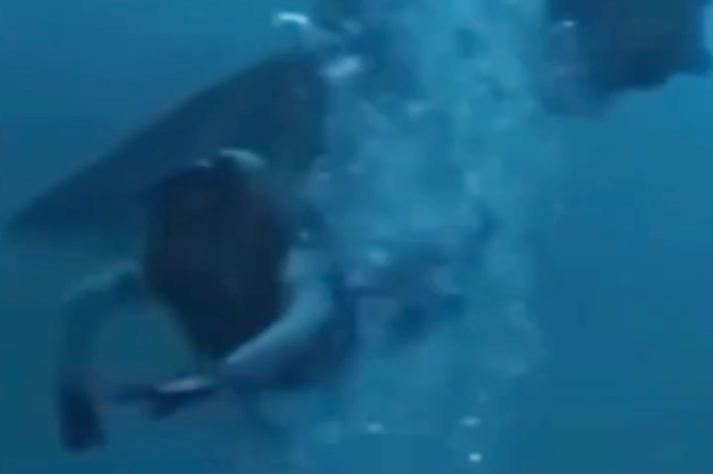 divers-head-chomped-on-by-hangry-shark-in-wild-video-escape