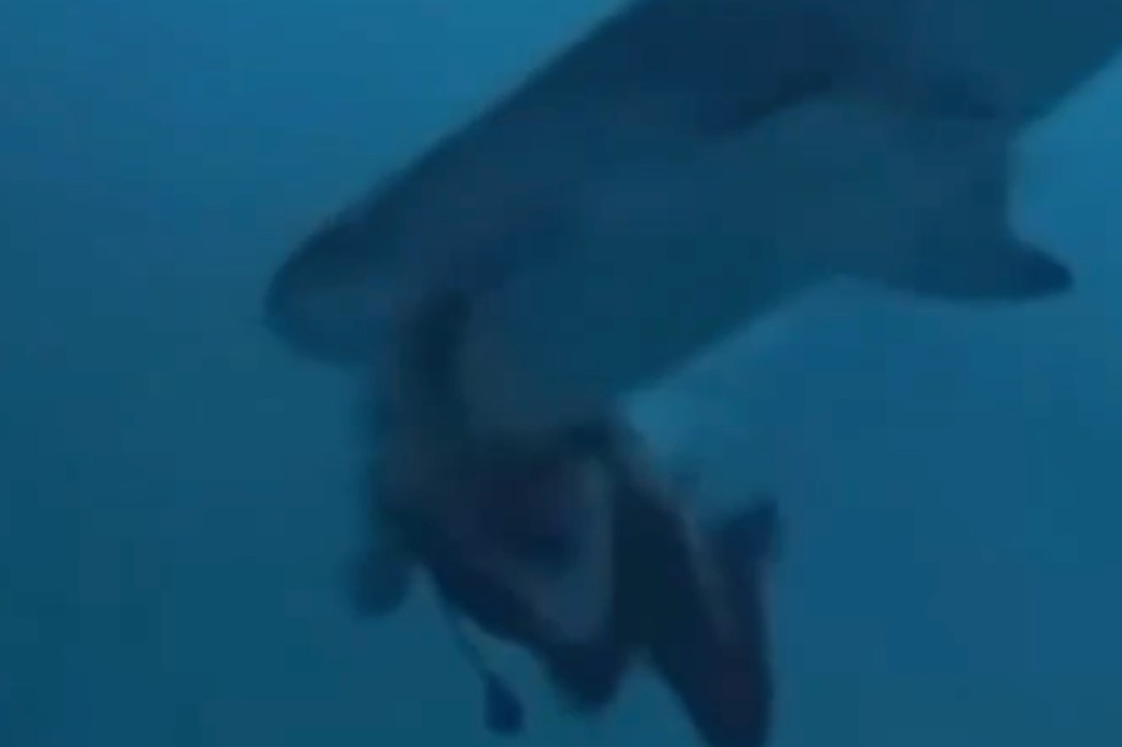 divers-head-chomped-on-by-hangry-shark-in-wild-video-struggle