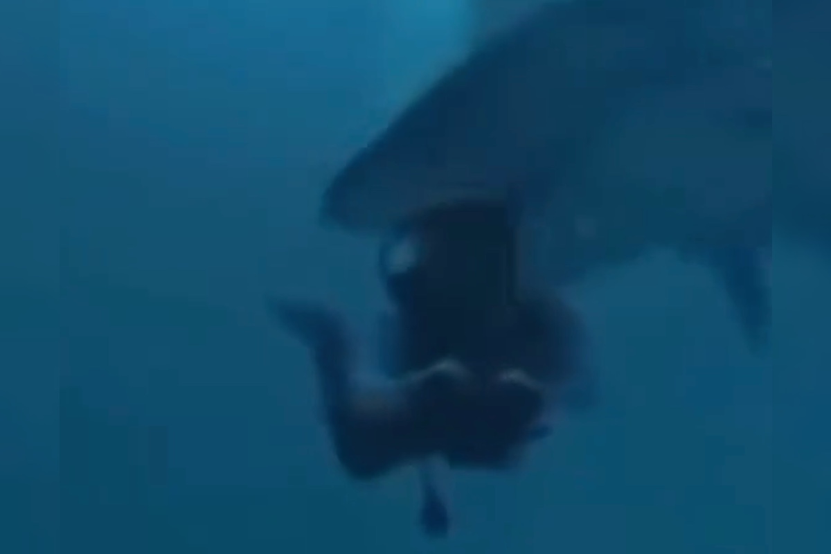 divers-head-chomped-on-by-hangry-shark-in-wild-video