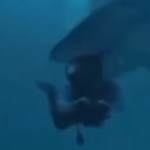 divers-head-chomped-on-by-hangry-shark-in-wild-video