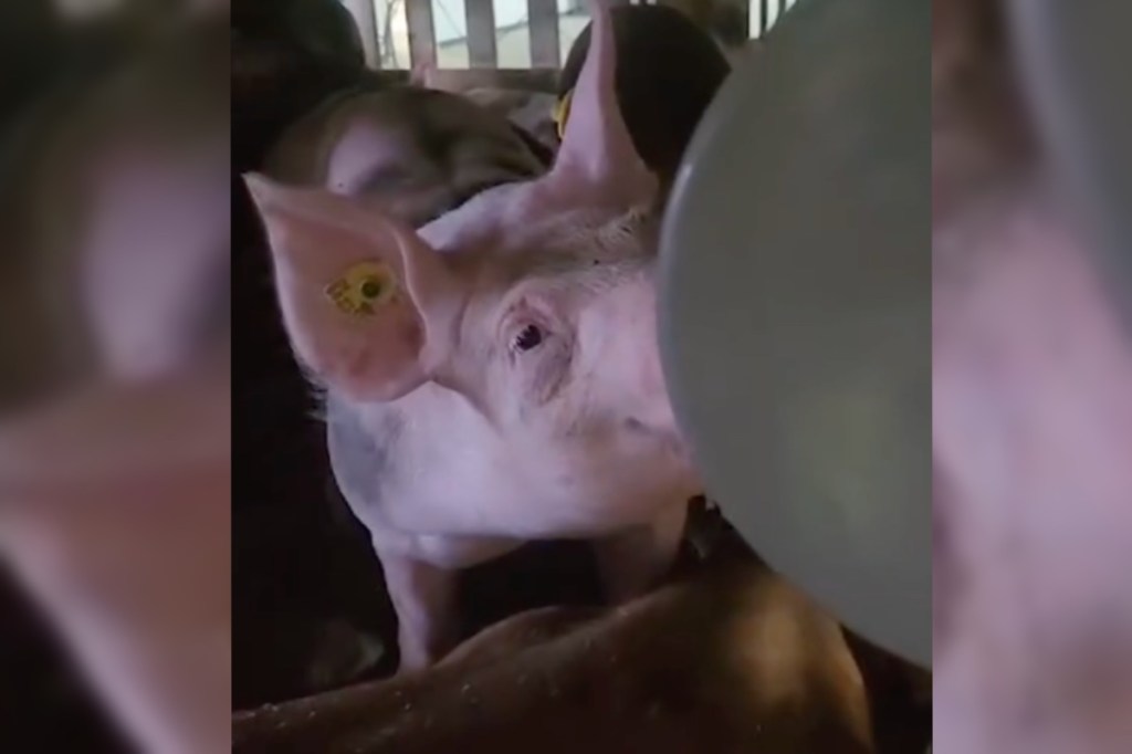 flight-carrying-100-smelly-pigs-forced-to-make-emergency-landing-due-to-stench