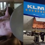 flight-carrying-100-smelly-pigs-forced-to-make-emergency-landing-due-to-stench