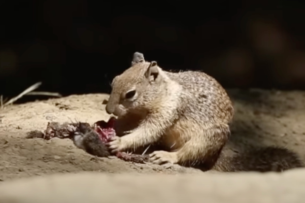 photos-show-california-squirrels-eating-meat-shocking-scientists