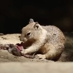 photos-show-california-squirrels-eating-meat-shocking-scientists