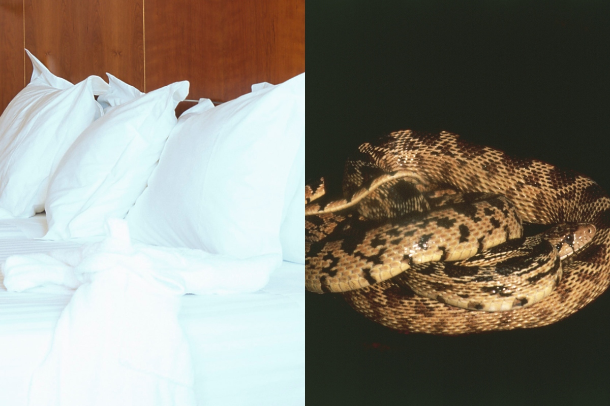 woman-gets-bitten-by-snake-found-hiding-under-pillow