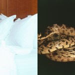 woman-gets-bitten-by-snake-found-hiding-under-pillow