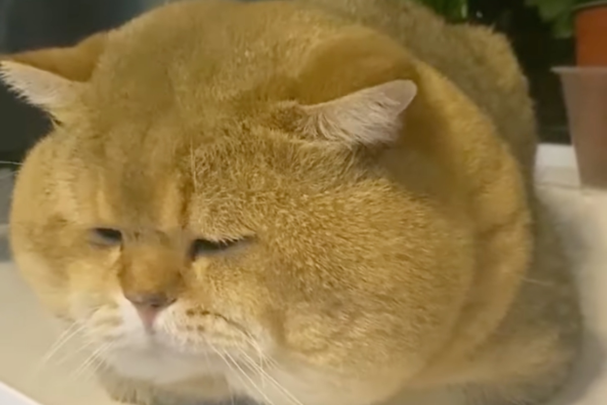 World's Fattest Cat's Cause of Death Revealed