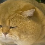 worlds-fattest-cats-cause-of-death-revealed