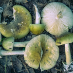 3-people-suffer-organ-failure-after-eating-mushrooms-from-a-food-truck