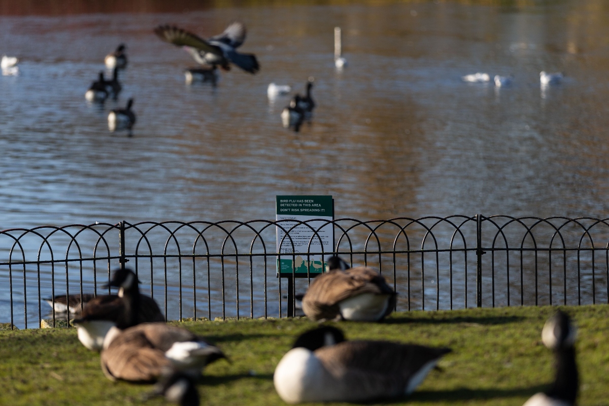 more-than-60-geese-ducks-and-swans-found-dead-in-park