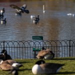 more-than-60-geese-ducks-and-swans-found-dead-in-park