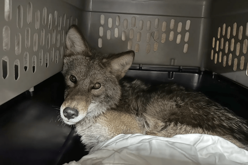 wild-coyote-roams-chicago-supermarket-in-shocking-video